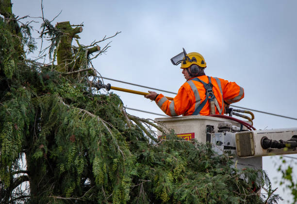 Best Storm Damage Tree Cleanup  in Lan, MI