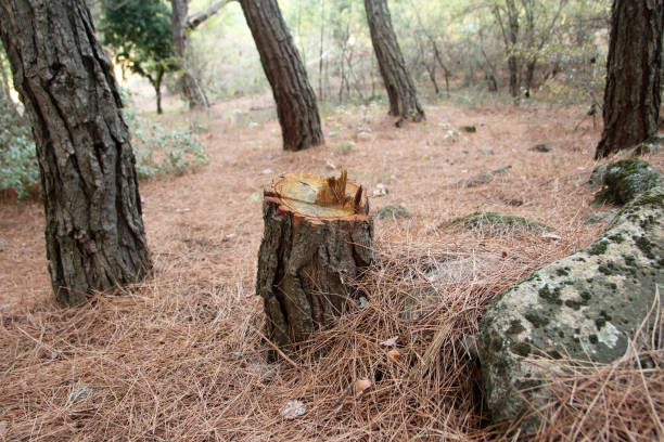 Best Residential Tree Removal  in Lan, MI