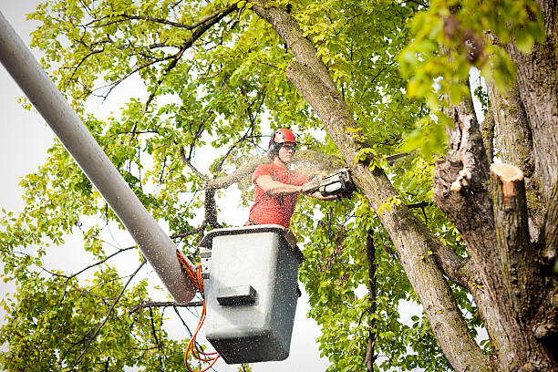 Best Commercial Tree Removal  in Lan, MI